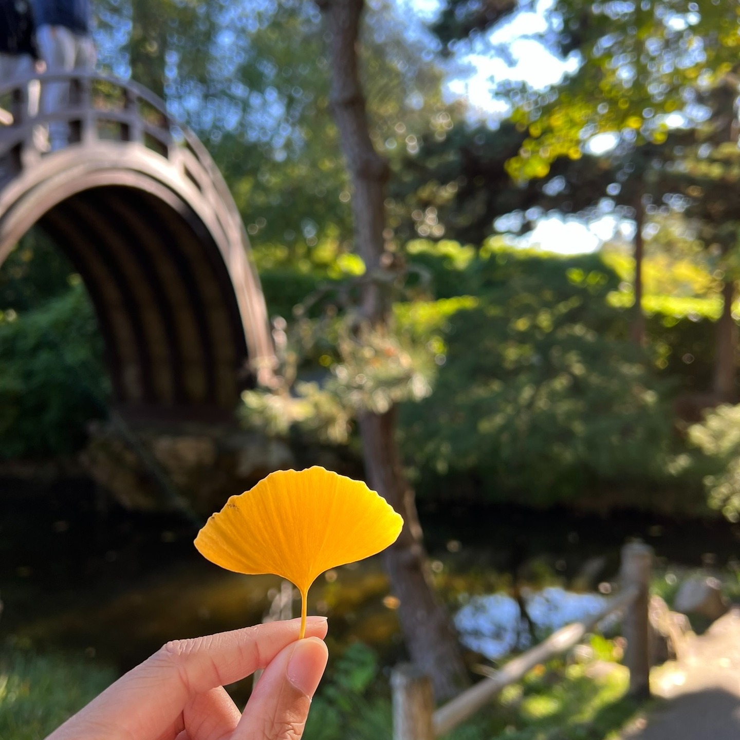 美國-San Francisco】金門公園中的東方秘境│舊金山日本茶園│Japanese