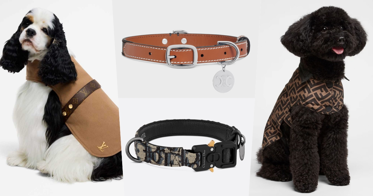 寵物比人奢華？！特搜10款話題精品寵物配件！CELINE項圈超氣勢、LV雨衣連主人都想穿！