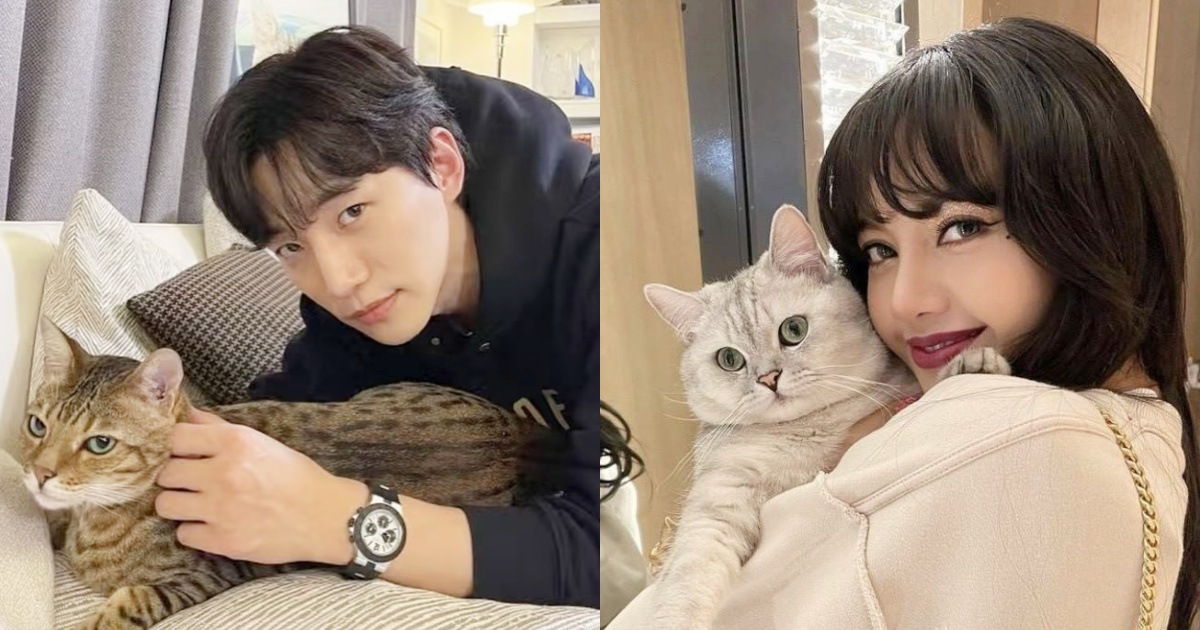 新手貓奴快看！「要做哪些健康檢查、買什麼保健品、貓砂怎麼挑」養貓前必知5大重點事項一次看！