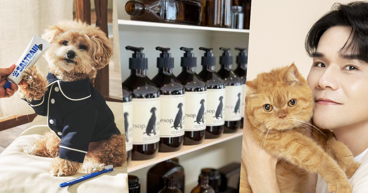 毛孩保養4大重點一次搞懂！Kevin老師唯一指定、Aesop木質香沐浴、韓國寵物牙膏...，從牙齒到皮膚都要呵護！