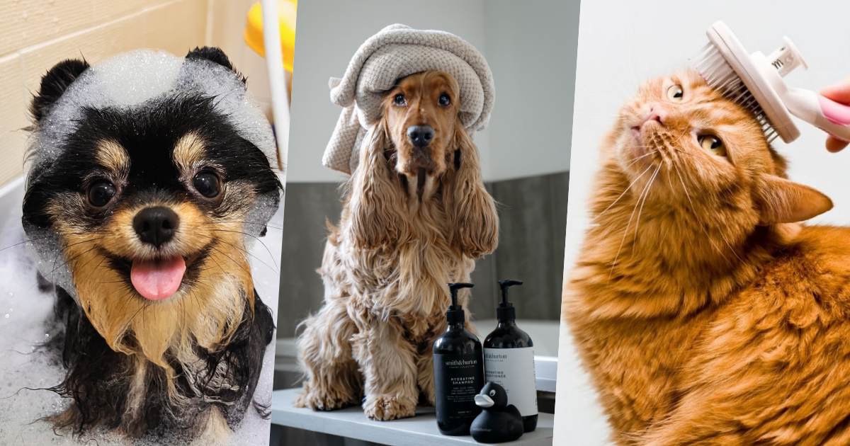 毛孩居家洗澡攻略！寵物多久洗一次澡、正確洗澡流程公開，加碼溫和洗毛精推薦，給主子最高級的寵愛呵護！