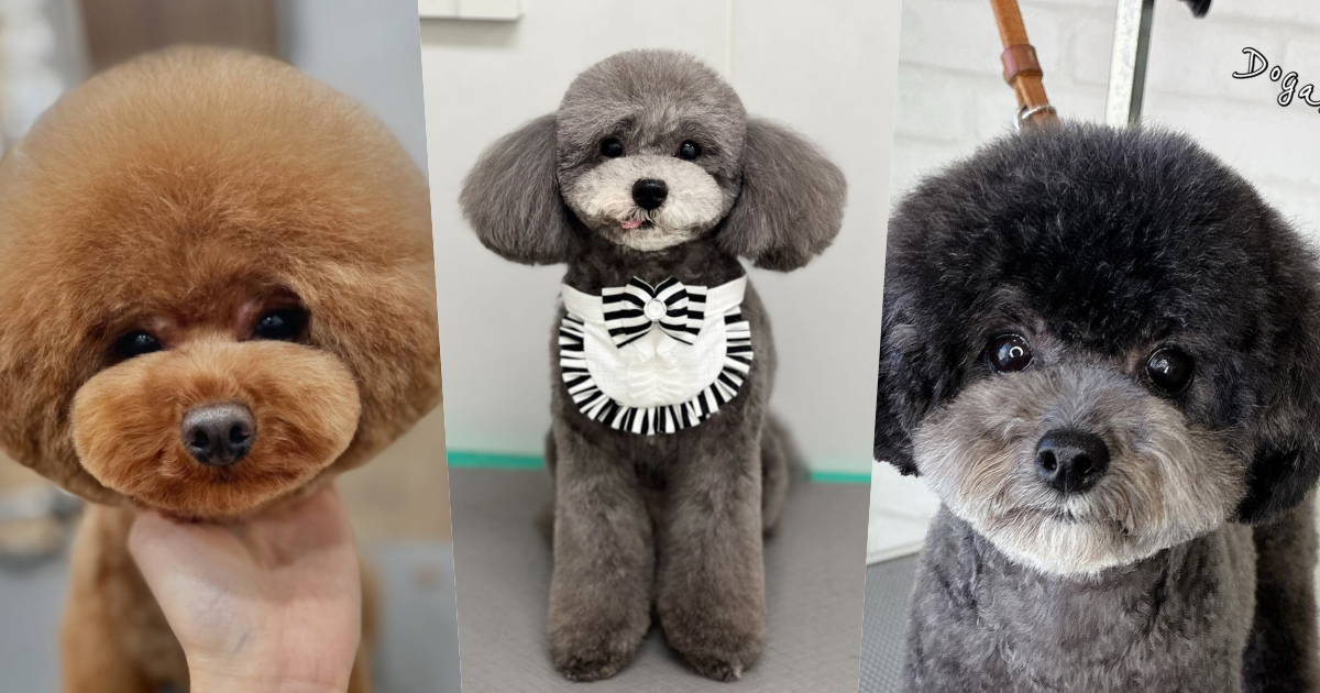 萌翻全場！玩具貴賓犬修剪風格5選，日本寵物美容院指名造型排行榜公開！
