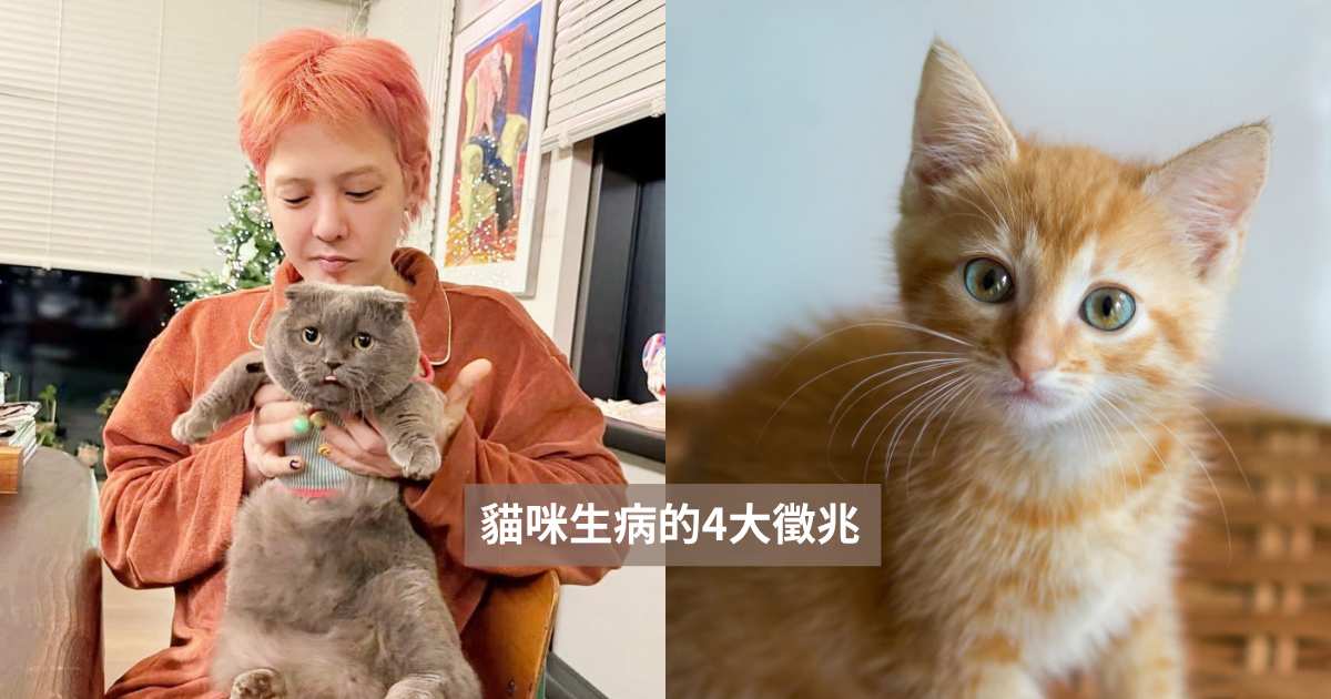 貓奴們手刀筆記！貓咪生病的4大徵兆一次看：變得愛喝水、母雞蹲原來都是不舒服的表現？