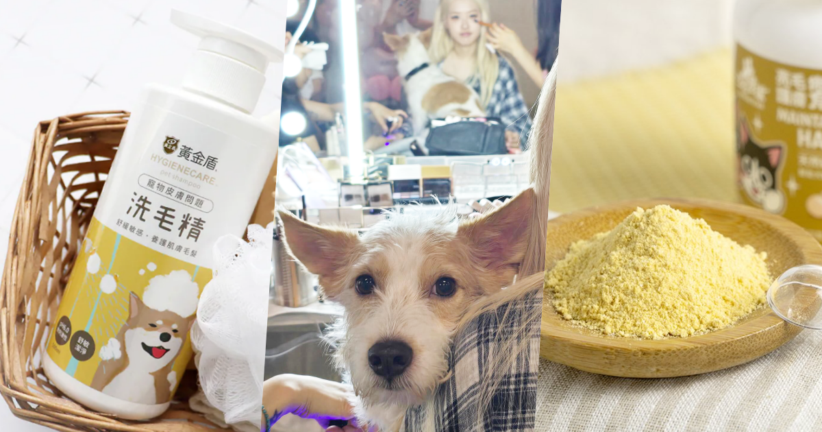 毛孩換季必知護理對策！四招溫和保養重點擊退皮膚乾癢＋濕疹，「這樣做」讓毛髮又柔又亮！