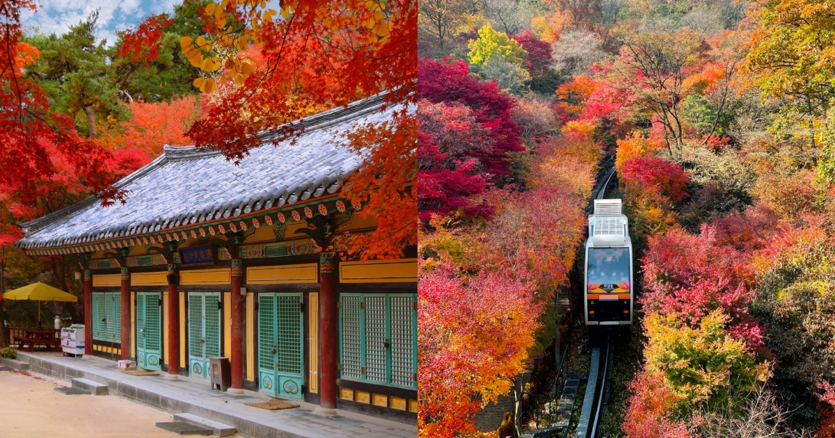 2025韓國賞楓6大景點推薦！慶州佛國寺楓紅景色美爆、「這裡」除了楓葉還有金黃落羽松太好拍！