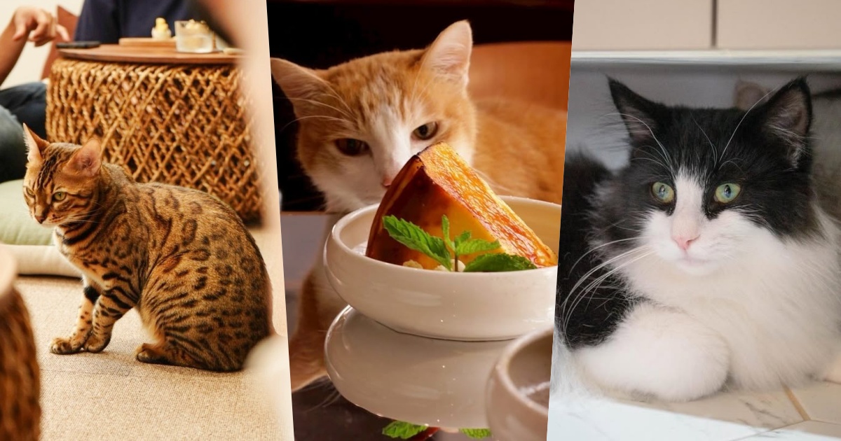 2025雙北4間貓咪咖啡廳推薦！呆萌賓士貓店長讓你擼到爆、還有Q翻「貓貓造型甜點」要吃！