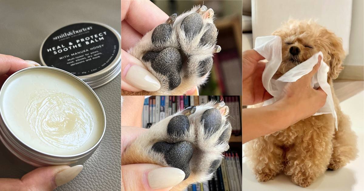 毛孩肉墊保養須知！肉球的功能＋三個主人必知養護重點，乾裂粗糙不見、輕鬆守護貓狗的粉嫩嫩肉球！