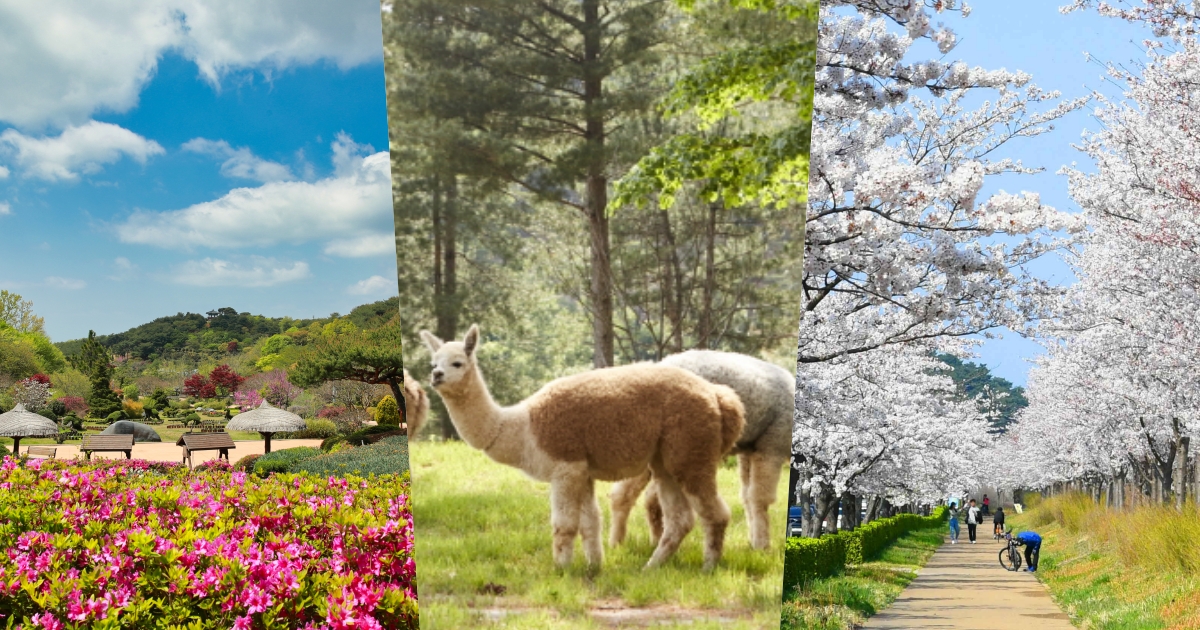 2026春季6大韓國旅遊景點推薦！江陵鏡浦湖櫻花海美翻天、首爾近郊跟羊駝近距離接觸太療癒！